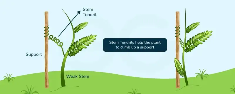 Thigmotropism