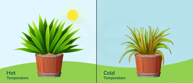 Thermotropism