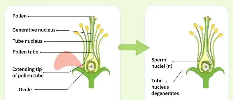 chemotropism