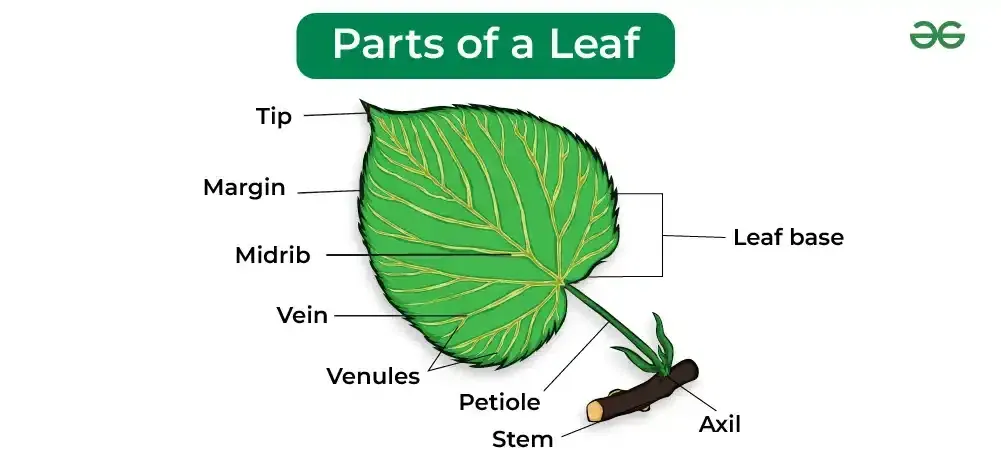 Parts-of-leaf