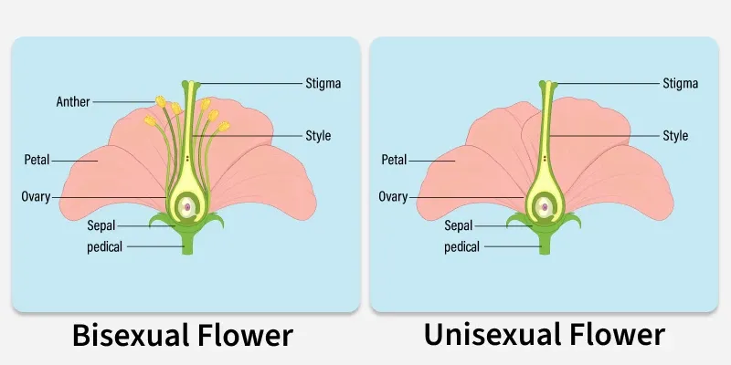 types_of_flower