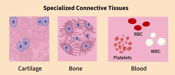 specialized_connective_tissues