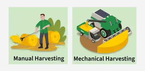 harvesting