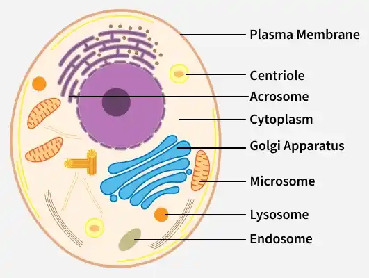 peroxisomes