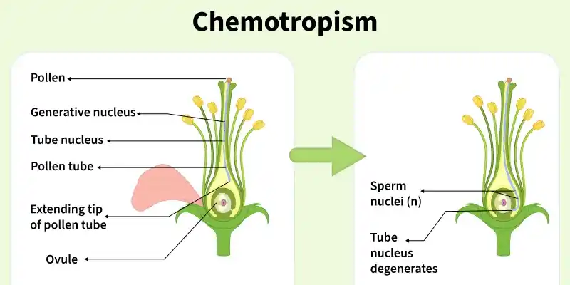chemotropism