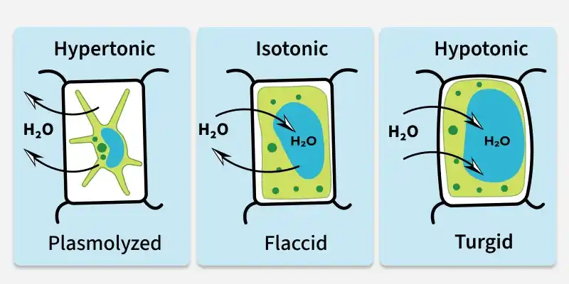 osmosis