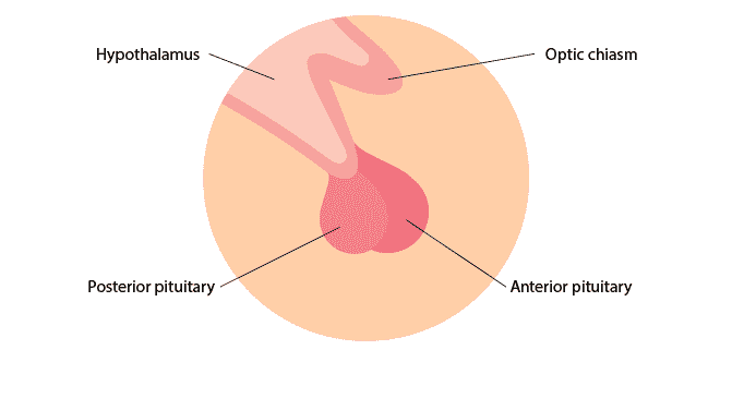 PitutaryGland2