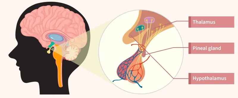 pineal_gland2