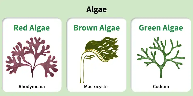 algae