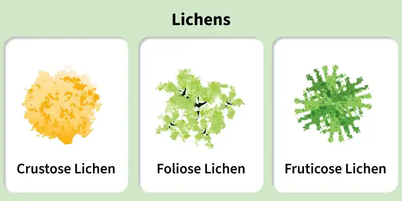 lichens