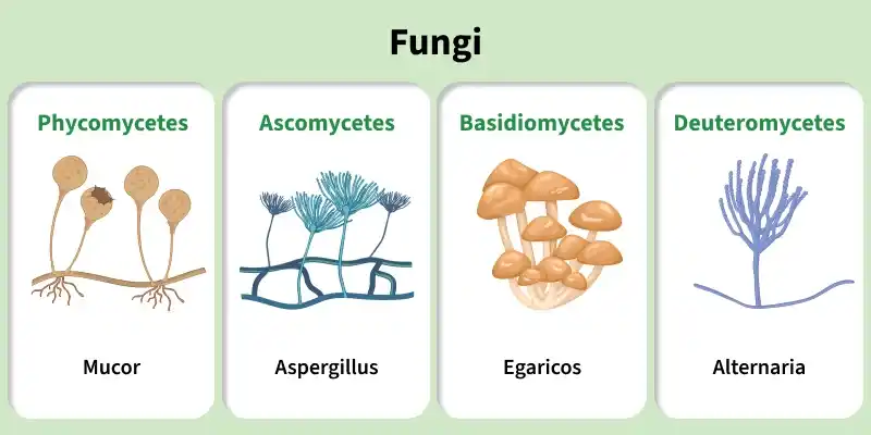 Types-of-Fungi