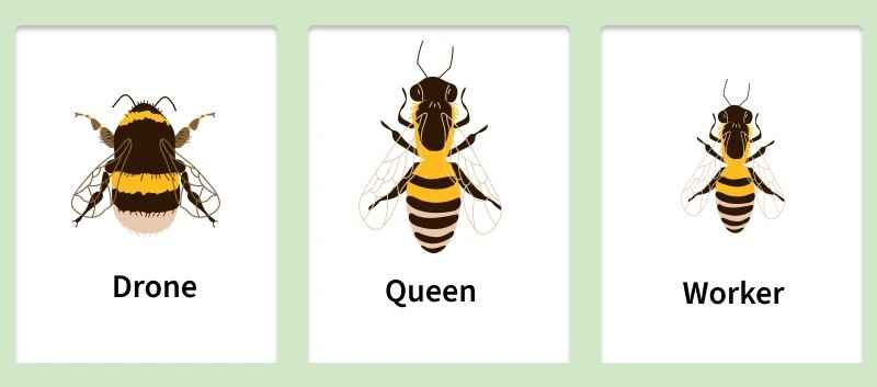 honeybee2