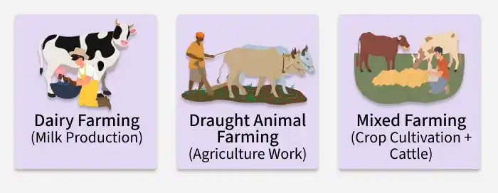 cattle_farming