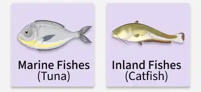fish_