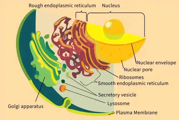 endoplasmic