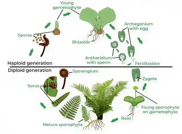 lifecycleofpteridophyte_1