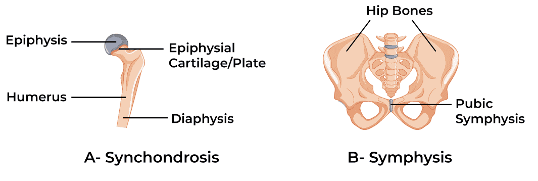 Cartilaginous-Joint2