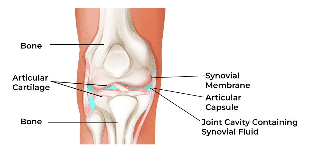 Synovial-Joint2