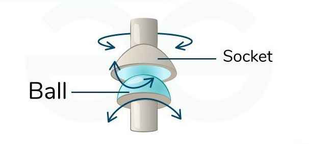 Ball-and-Socket-Joint2