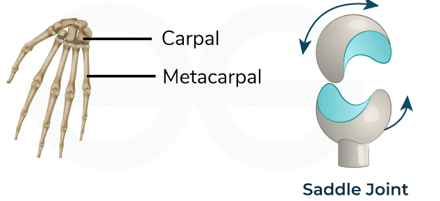 Saddle-Joints3