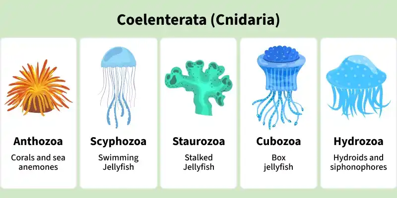 coelenterata_cnidaria_