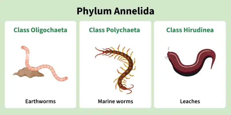 phylum_annelida