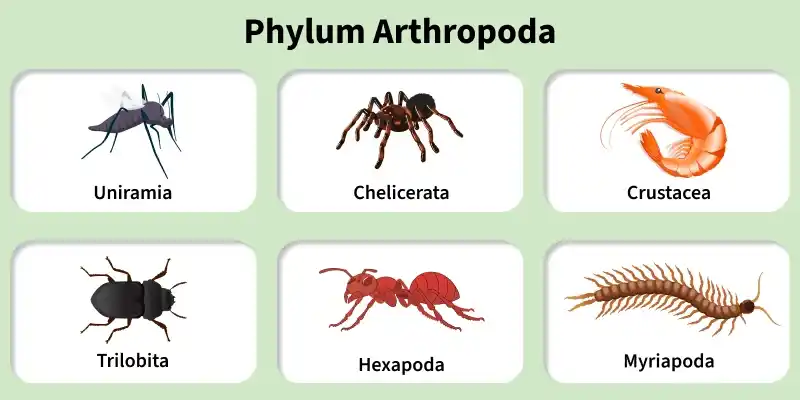 phylum_arthropoda