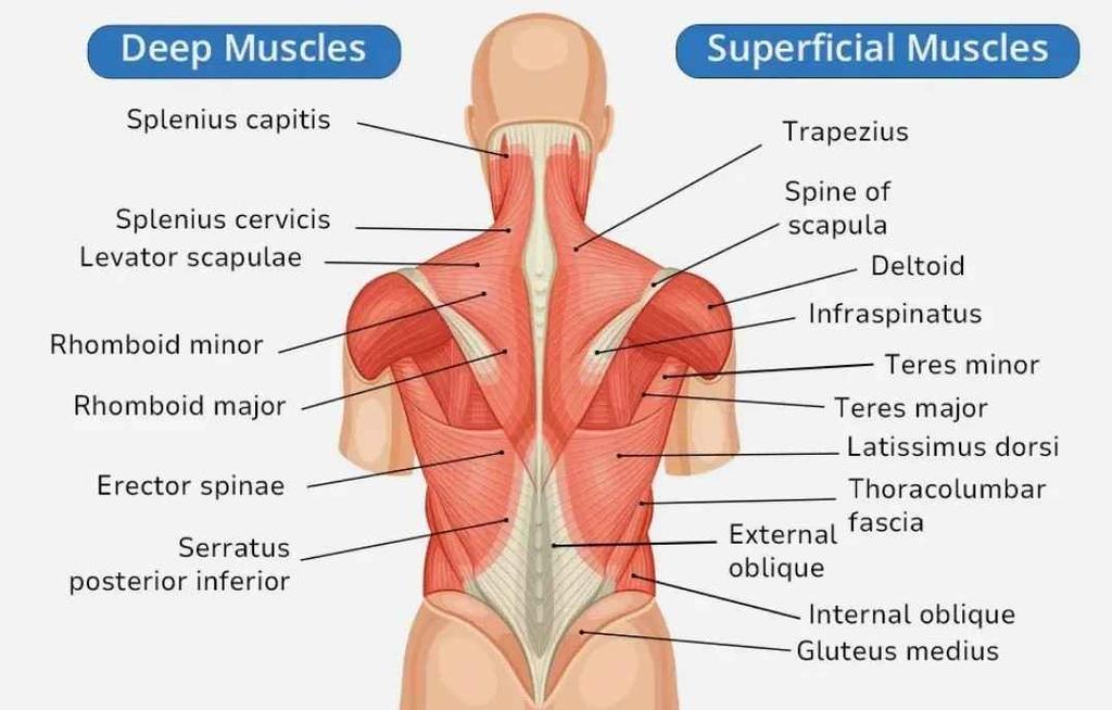 Back Muscles - GeeksforGeeks