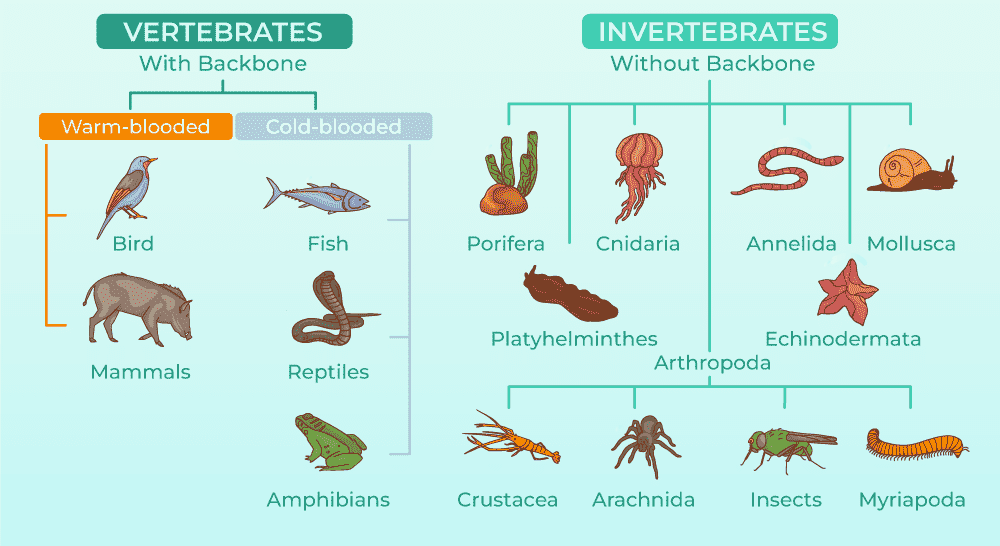 Classificationofanimals2