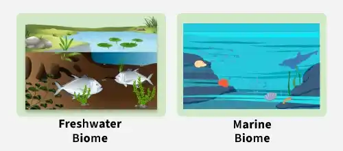 aquatic