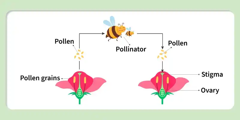 what_is_pollination_