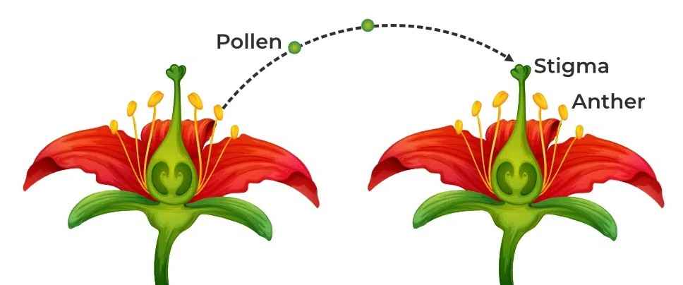 Cross-Pollination2