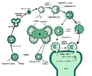 Pollen Cell Function Pollen Grains - GeeksforGeeks