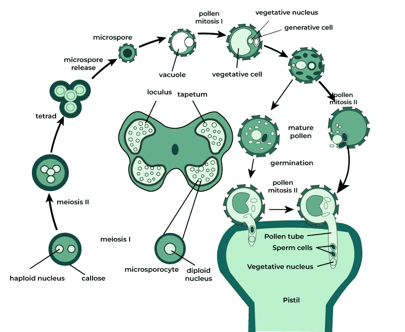 Structure-of-Microsporogenesis2