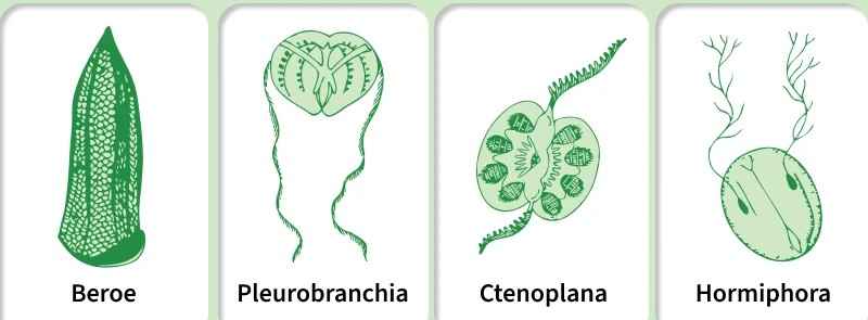 phylum_ctenophora2