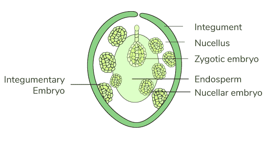 Polyembryony2
