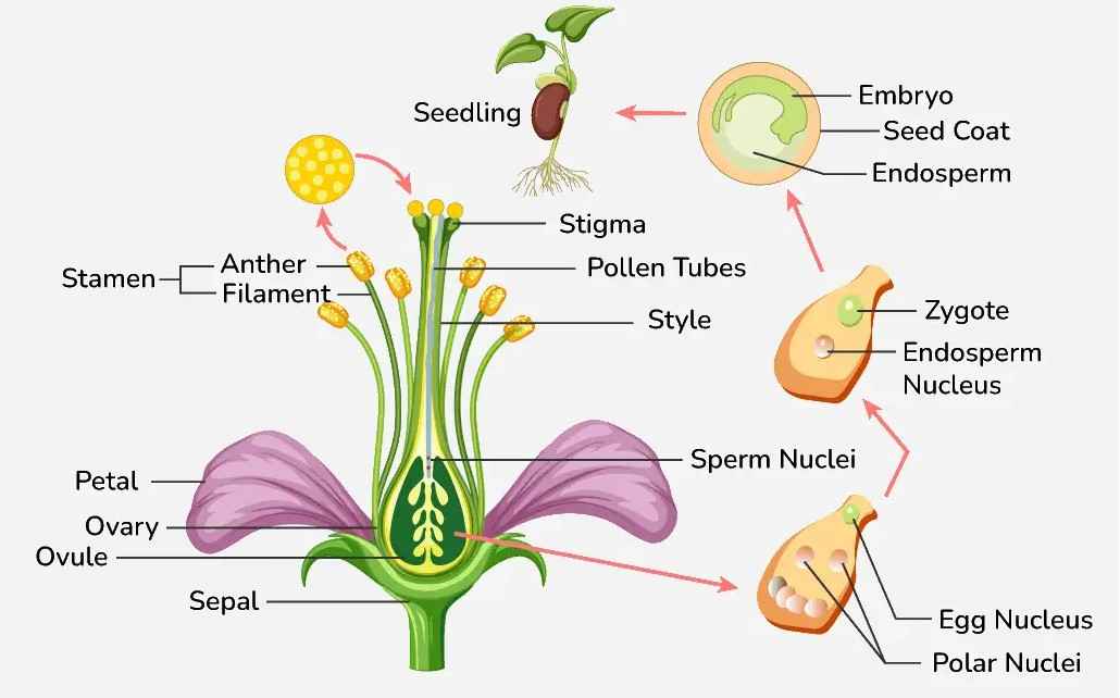 Post Fertilization Events in Flowering Plants - GeeksforGeeks