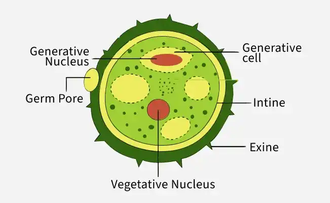 pollen_grains