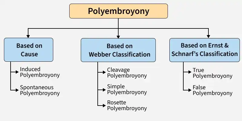 polyembroyony2