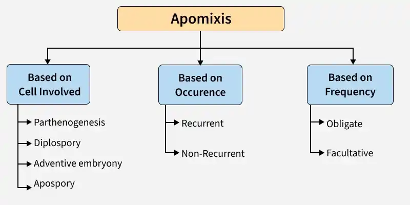 apomixis2