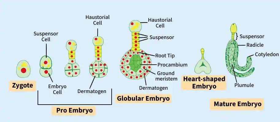 embryo_development