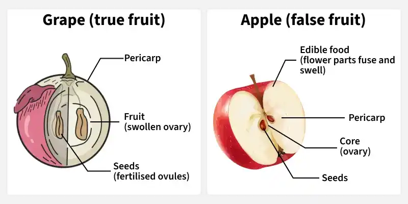 two_types_of_fruit