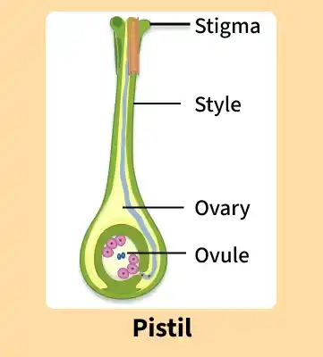 _pistil