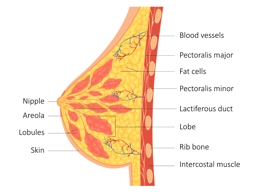 Diagram-of-Mammary-Gland2