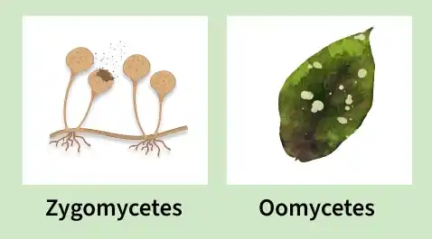 phycomycetes