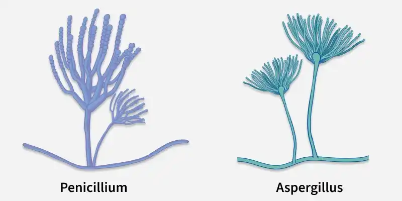 penicillium
