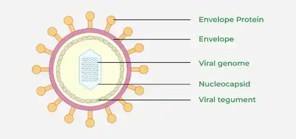 Structure-of-Virus