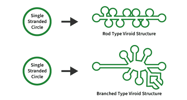 Viroid-Diagram2