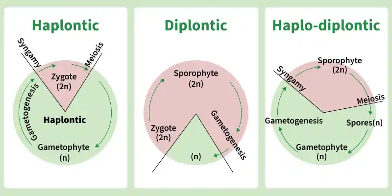 life_cycle_patterns_in_plants