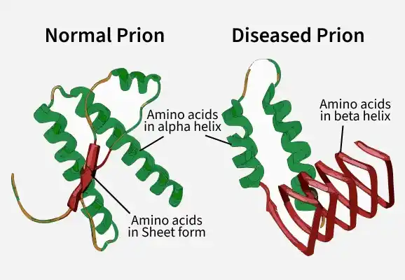 prion
